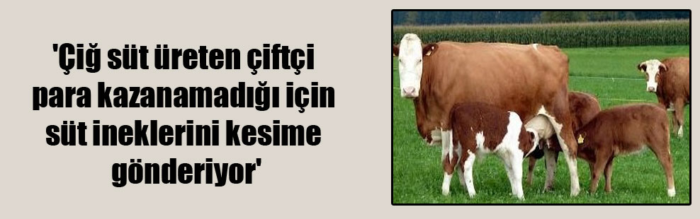 ‘Çiğ süt üreten çiftçi para kazanamadığı için süt ineklerini kesime gönderiyor’