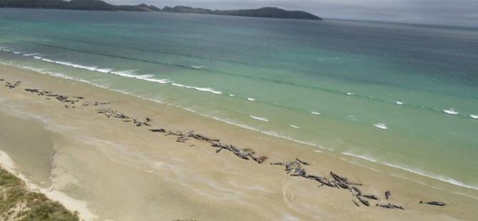 Yeni Zelanda’da sahile vuran 150’ye yakın balina öldü
