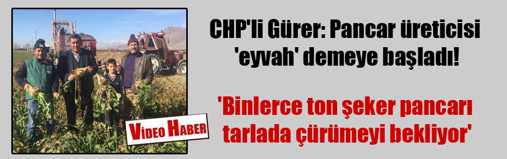 CHP’li Gürer: Pancar üreticisi ‘eyvah’ demeye başladı! ‘Binlerce ton şeker pancarı tarlada çürümeyi bekliyor’
