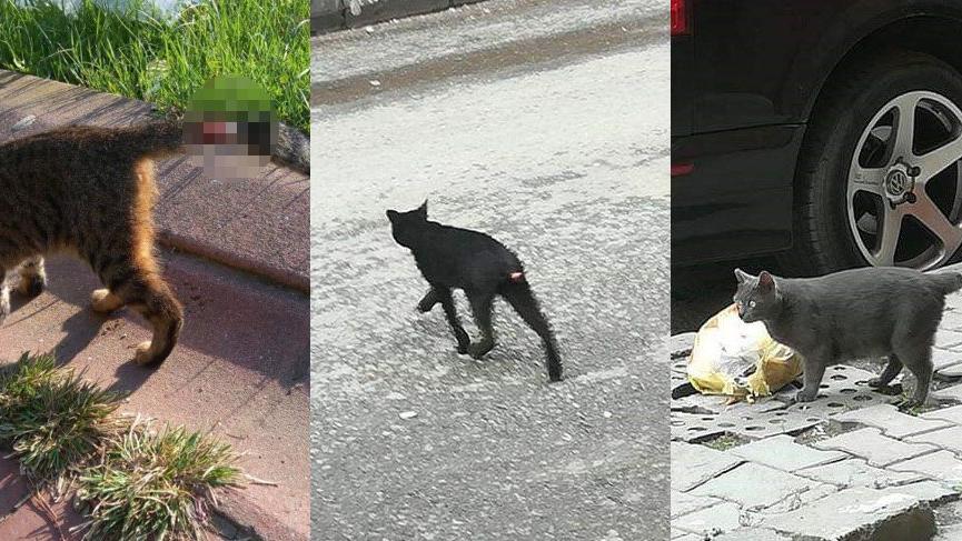 Gazi Mahallesi’nde iğrenç olay! Kedilerin kuyruklarını kesiyorlar