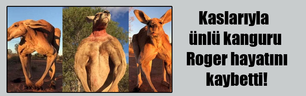 Kaslarıyla ünlü kanguru Roger hayatını kaybetti!