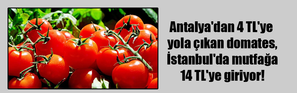 Antalya’dan 4 TL’ye yola çıkan domates, İstanbul’da mutfağa 14 TL’ye giriyor!