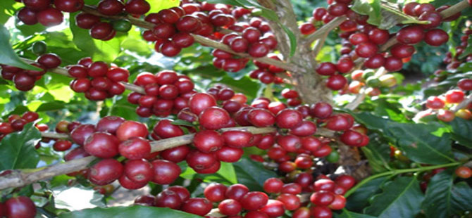 Dünyada kahve bitkisi tükenme riski altında!