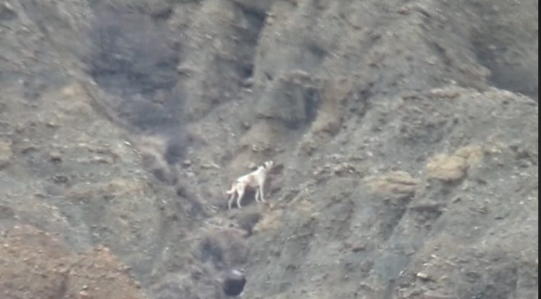 5 gündür kanyonda mahsur kalan köpek için AKUT harekete geçti
