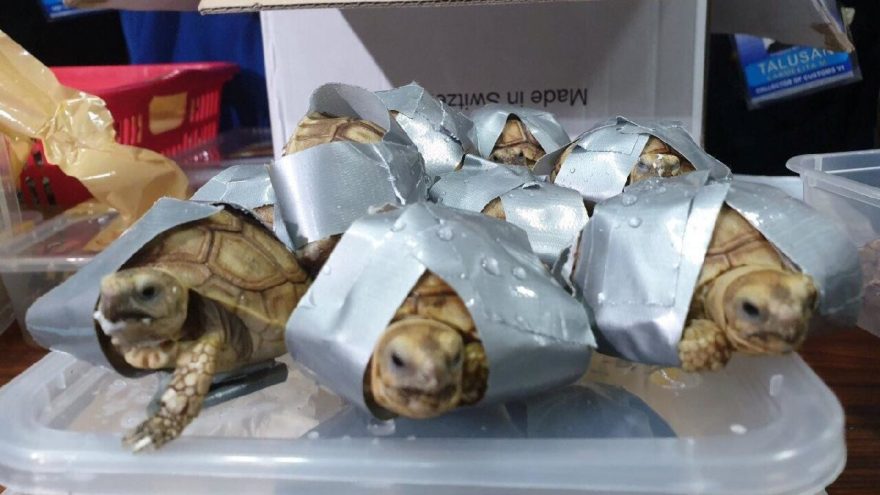 Valizden 1500 kaplumbağa çıktı
