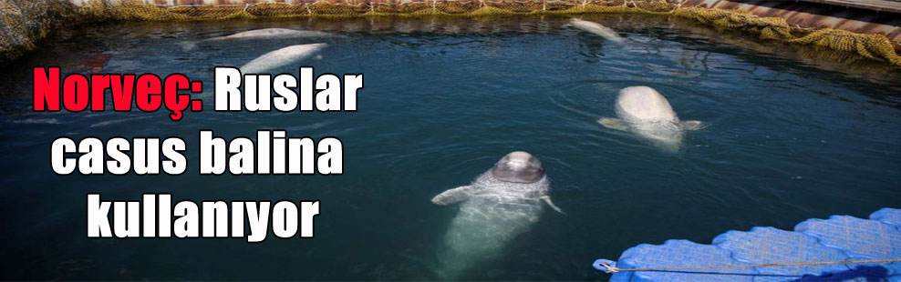 Norveç: Ruslar casus balina kullanıyor