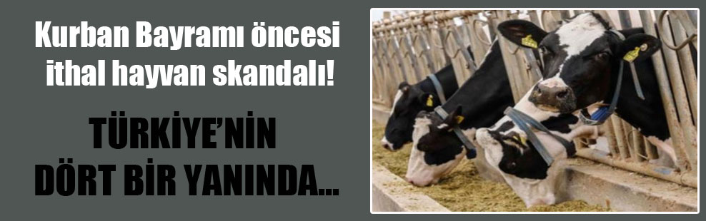 Kurban Bayramı öncesi ithal hayvan skandalı!