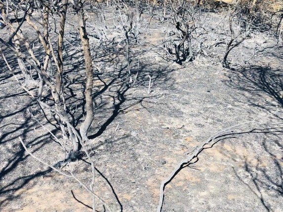 Gelibolu Yarımadası Orman Yangını (6)