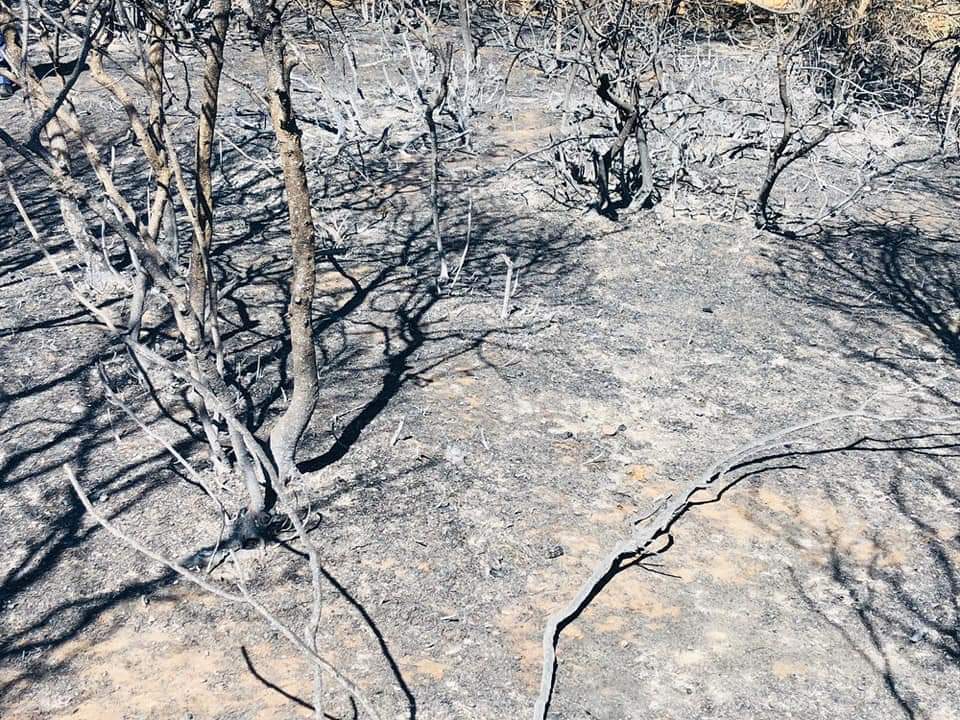 Gelibolu Yarımadası’ndaki orman yangınına havadan müdahale yeniden başladı