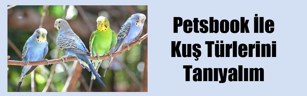 Petsbook İle Kuş Türlerini Tanıyalım