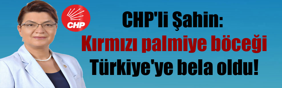 CHP’li Şahin: Kırmızı palmiye böceği Türkiye’ye bela oldu!