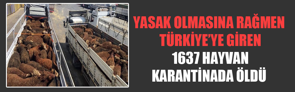 Yasak olmasına rağmen Türkiye’ye giren 1637 hayvan karantinada öldü