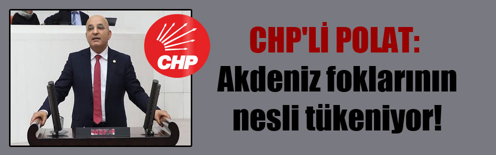 CHP’li Polat: Akdeniz foklarının nesli tükeniyor!