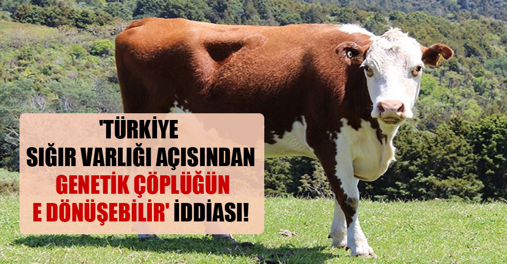 ‘Türkiye sığır varlığı açısından genetik çöplüğüne dönüşebilir’ iddiası!