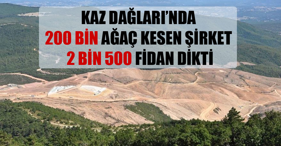 Kaz Dağları’nda 200 bin ağaç kesen şirket 2 bin 500 fidan dikti