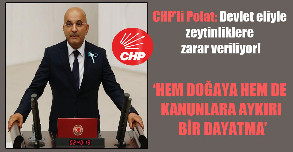 CHP’li Polat: Devlet eliyle zeytinliklere zarar veriliyor!