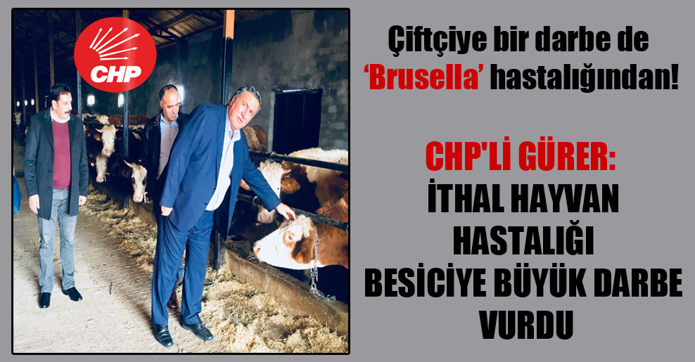 Çiftçiye bir darbe de ‘Brusella’ hastalığından! CHP’li Gürer: İthal hayvan hastalığı besiciye büyük darbe vurdu