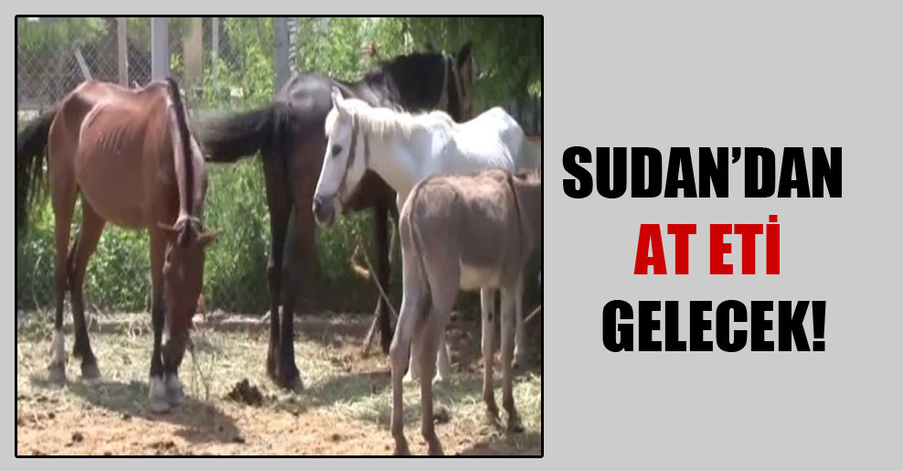 Sudan’dan at eti gelecek!