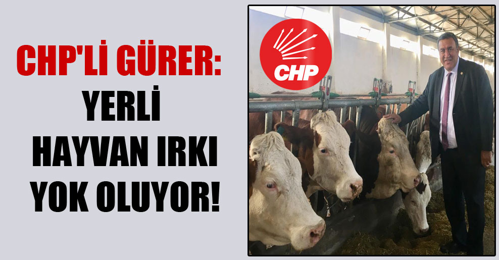 CHP’li Gürer: Yerli hayvan ırkı yok oluyor!
