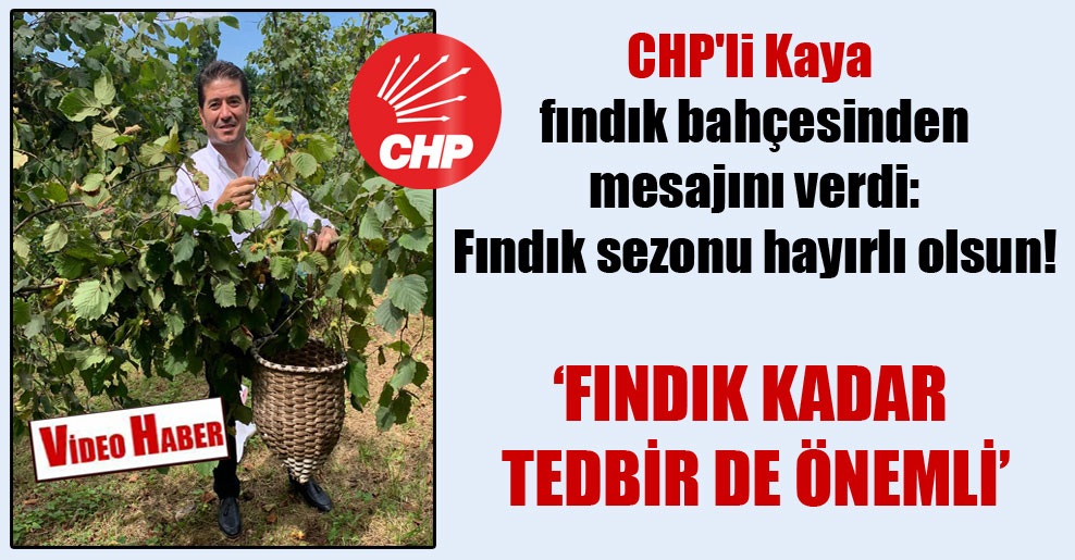 CHP’li Kaya fındık bahçesinden mesajını verdi: Fındık sezonu hayırlı olsun!