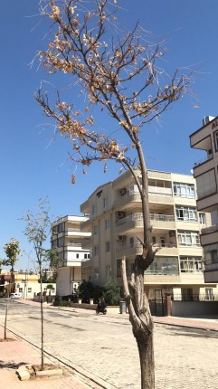 kuruyan ağaç 2