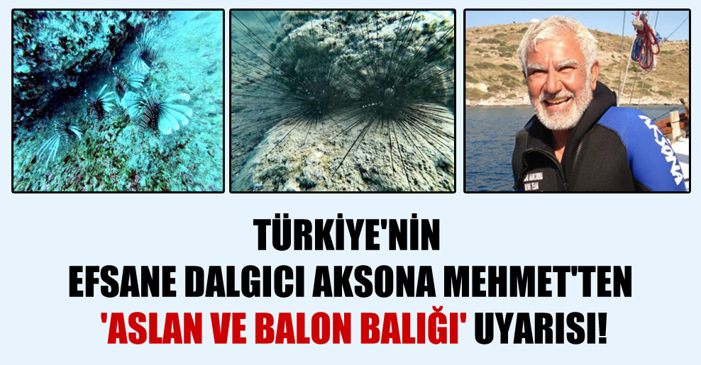 Türkiye’nin efsane dalgıcı Aksona Mehmet’ten ‘aslan ve balon balığı’ uyarısı!