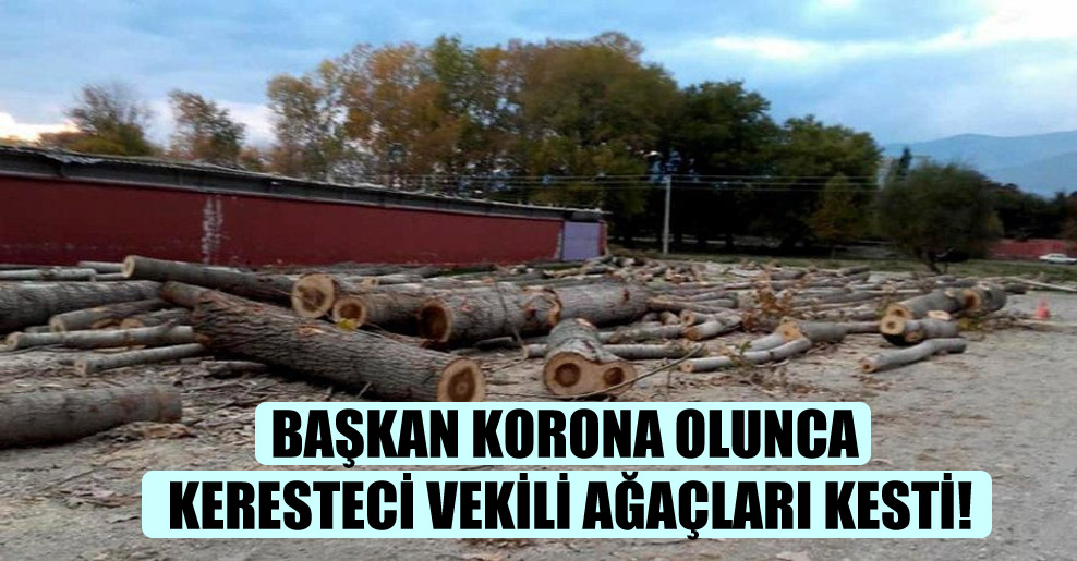 Başkan korona olunca keresteci vekili ağaçları kesti!