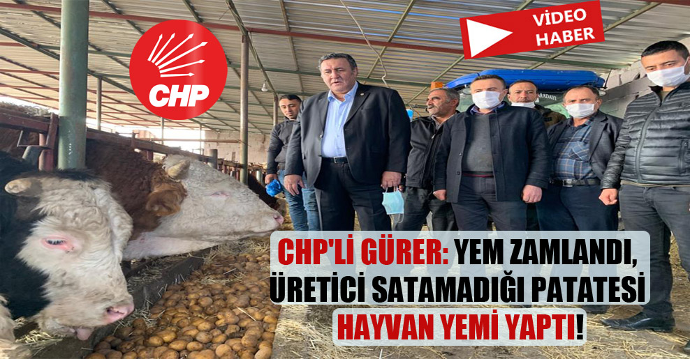 CHP’li Gürer: Yem zamlandı, üretici satamadığı patatesi hayvan yemi yaptı!