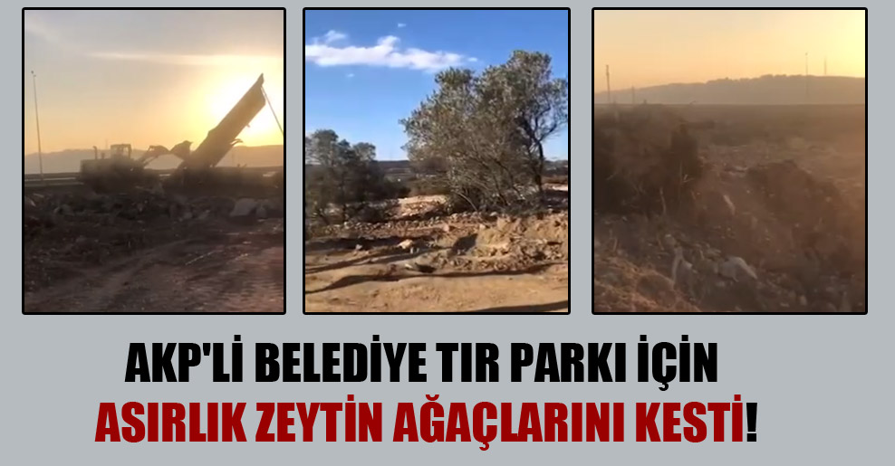 AKP’li belediye TIR parkı için asırlık zeytin ağaçlarını kesti!