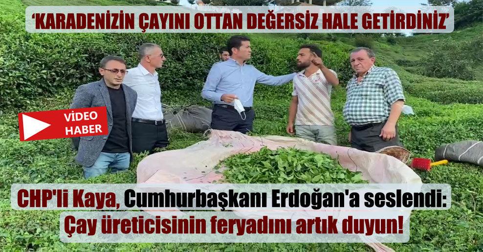 CHP’li Kaya, Cumhurbaşkanı Erdoğan’a seslendi: Çay üreticisinin feryadını artık duyun!