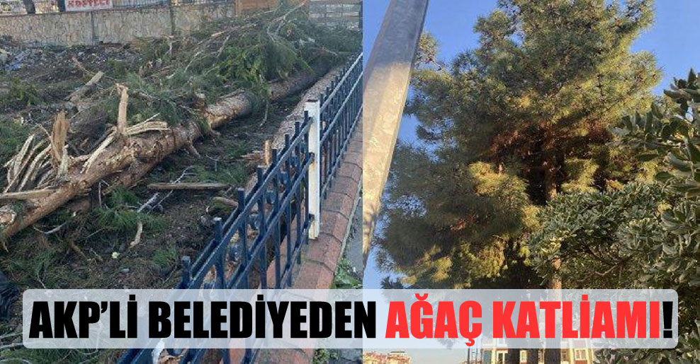 AKP’li belediyeden ağaç katliamı!