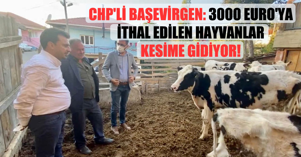 CHP’li Başevirgen: 3000 Euro’ya ithal edilen hayvanlar kesime gidiyor!