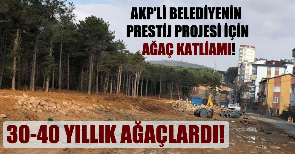 AKP’li belediyenin prestij projesi için ağaç katliamı!