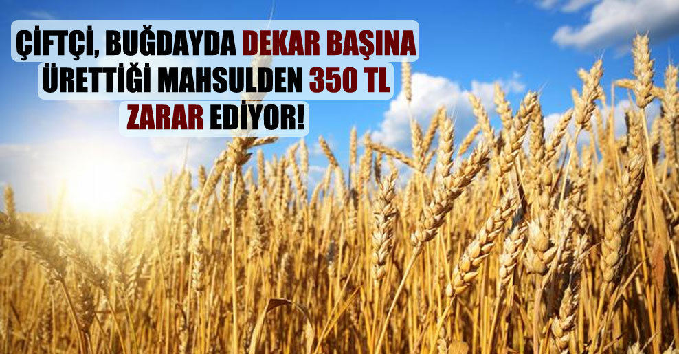 Çiftçi, buğdayda dekar başına ürettiği mahsulden 350 TL zarar ediyor!