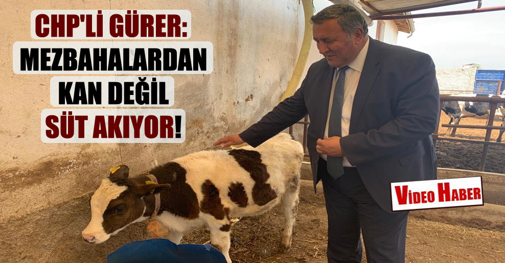 CHP’li Gürer: Mezbahalardan kan değil süt akıyor!
