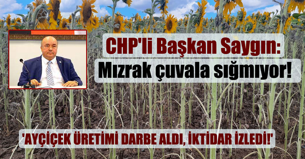 CHP’li Başkan Saygın: Mızrak çuvala sığmıyor! ‘Ayçiçek üretimi darbe aldı, iktidar izledi!’