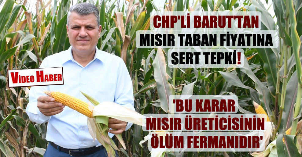 CHP’li Barut’tan mısır taban fiyatına sert tepki! ‘Bu karar mısır üreticisinin ölüm fermanıdır’