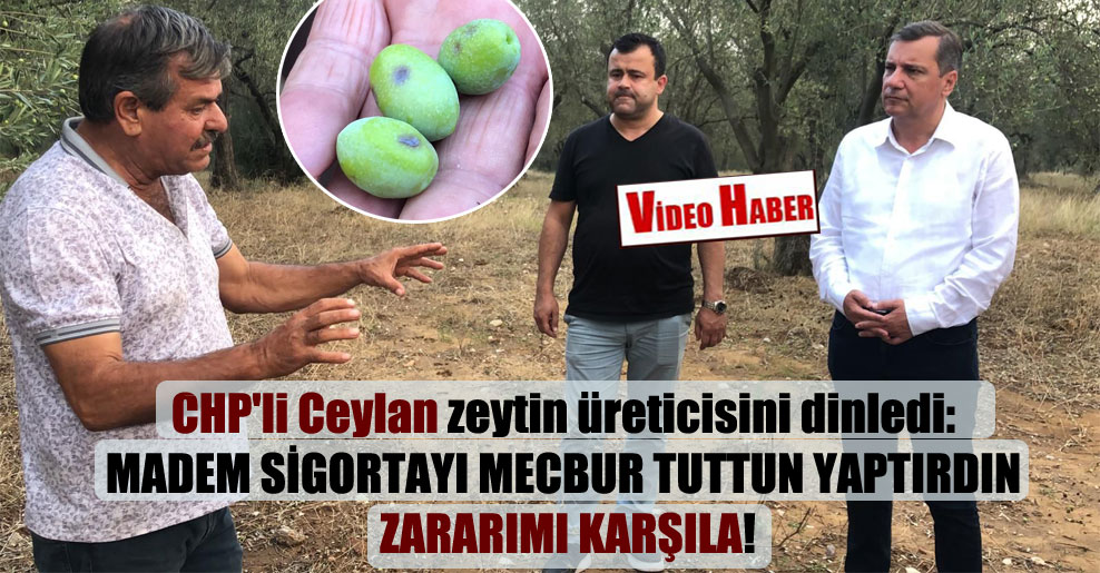 CHP’li Ceylan zeytin üreticisini dinledi: Madem sigortayı mecbur tuttun yaptırdın zararımı karşıla!
