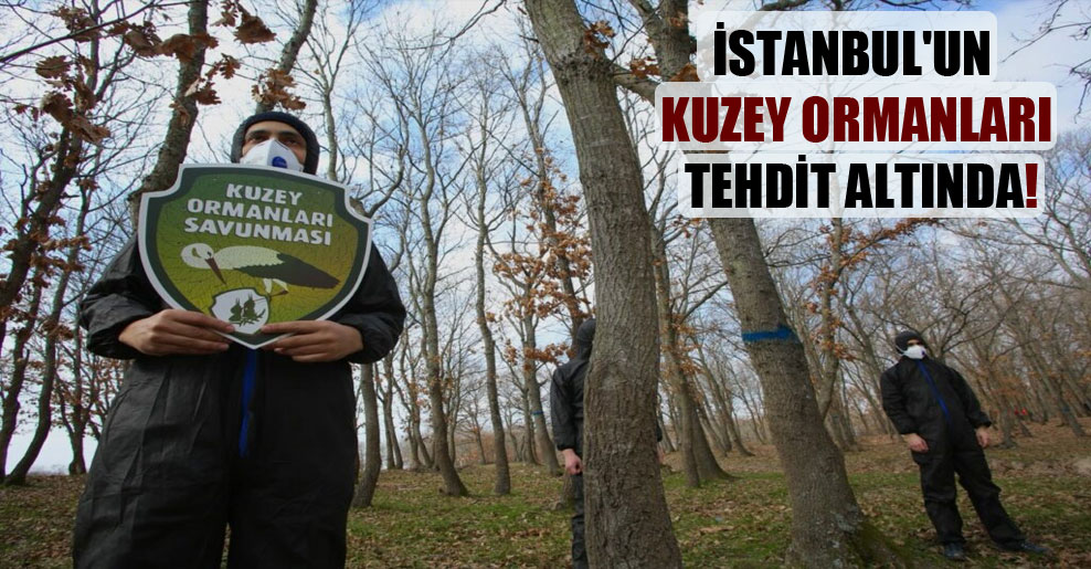 İstanbul’un Kuzey Ormanları tehdit altında!