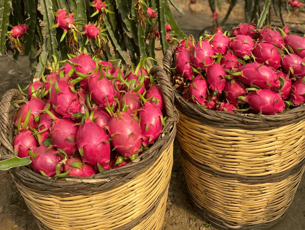 Ejder Meyvesi ile Organik ve Ejder Meyvesine Çok Özel Fiyatlarla Ulaşın