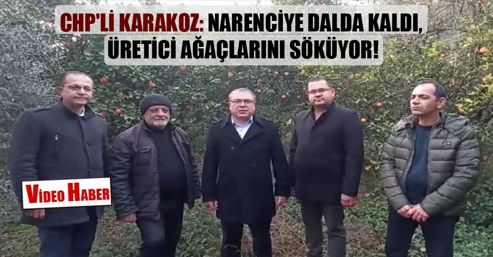 CHP’li Karakoz: Narenciye dalda kaldı, üretici ağaçlarını söküyor!