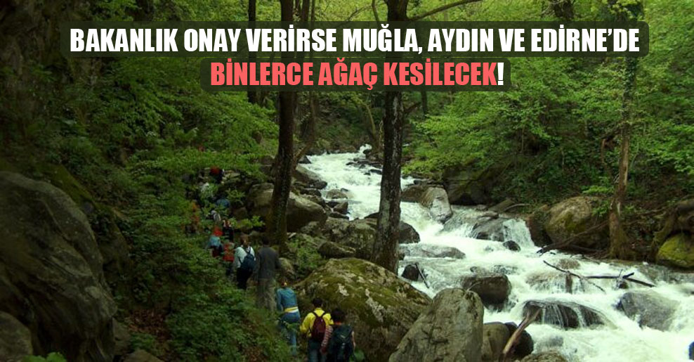 Bakanlık onay verirse Muğla, Aydın ve Edirne’de binlerce ağaç kesilecek!