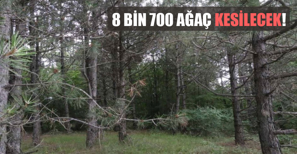 8 bin 700 ağaç kesilecek!
