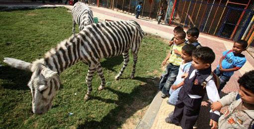 Hayvanat bahçesi zebra bulamayınca eşekleri boyadı