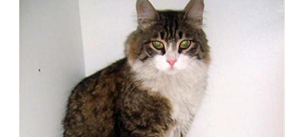 CHP'li kedi Şero, yargıya takıldı