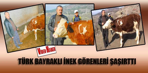 Türk bayraklı inek görenleri şaşırttı
