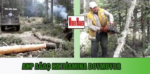 AKP ağaç katliamına doymuyor