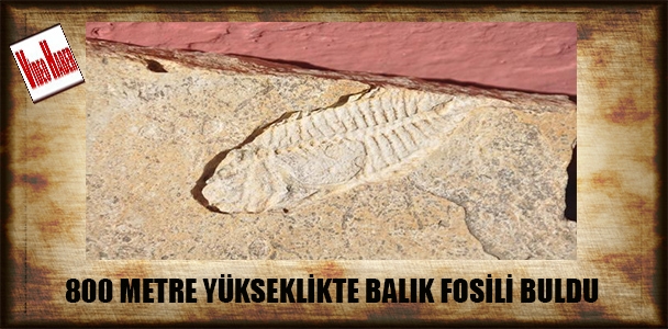 800 metre yükseklikte balık fosili buldu