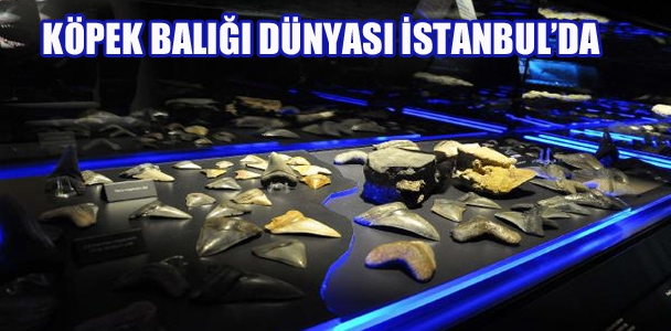 Köpek Balığı Dünyası İstanbul'da