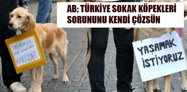 Türkiye sokak köpekleri sorununu kendi çözsün